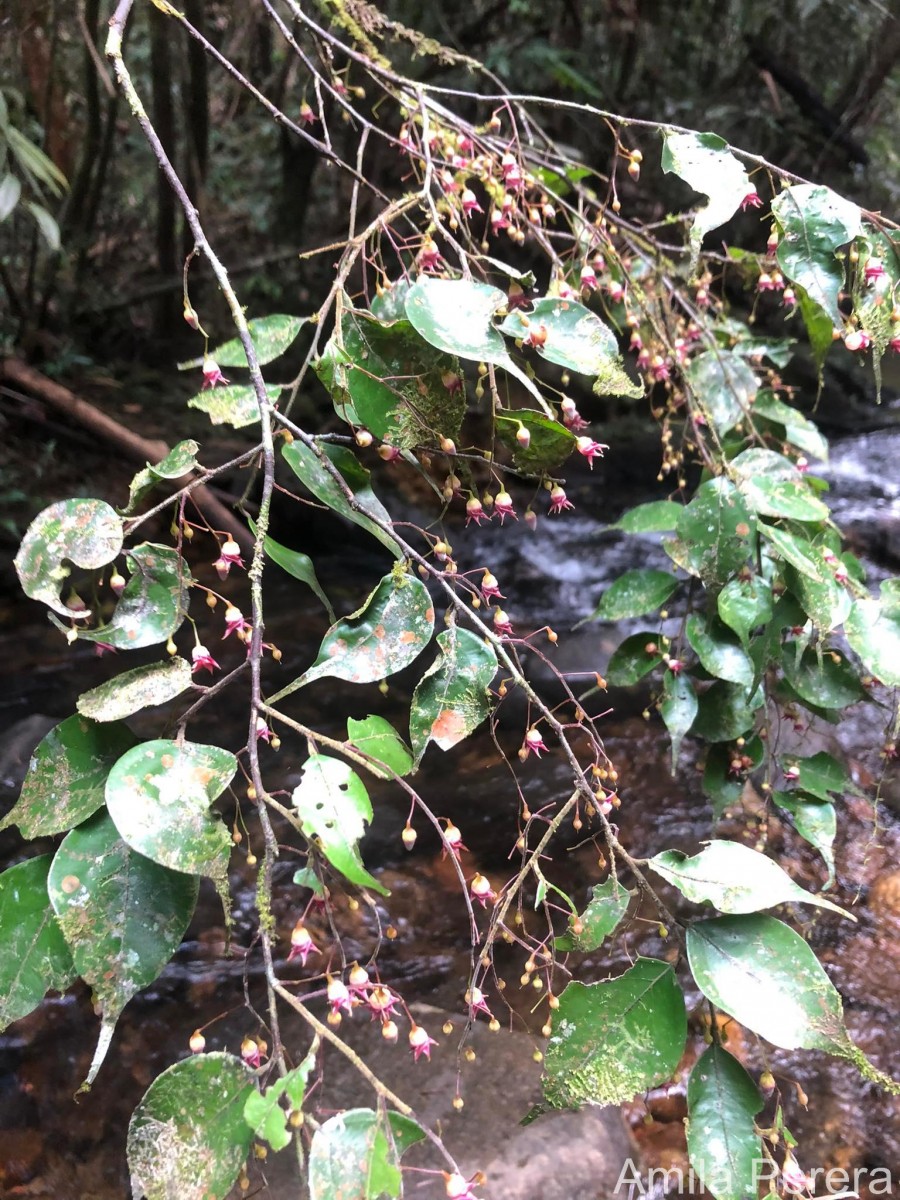 Hopea modesta (A.DC.) Kosterm.
